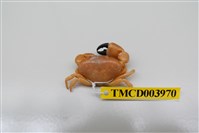 藏品(礁石假團扇蟹)的圖片